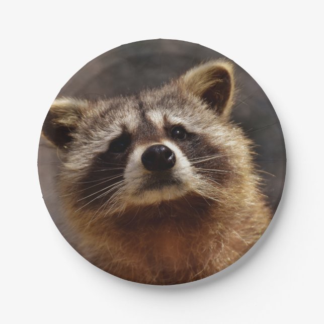 Neugieriger Raccoon Pappteller (Vorderseite)