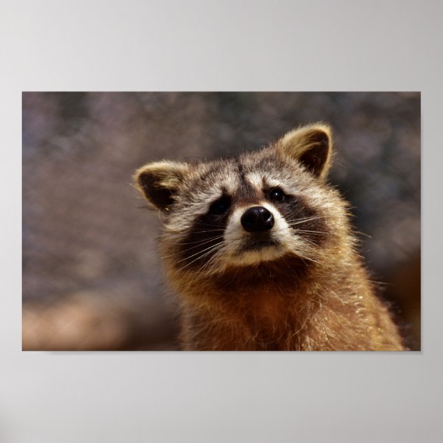 Neugieriger Raccoon Poster (Vorne)