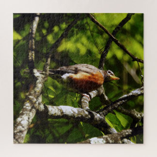 Neugieriger Robin Puzzle