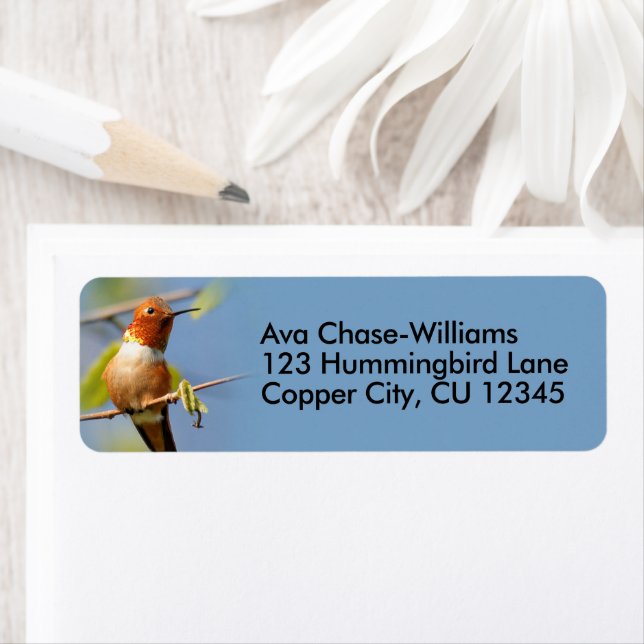 Neugieriger Rufous Hummingbird auf einer Twig (Insitu)