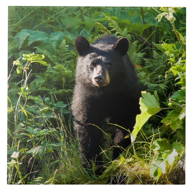 Neugieriger schwarzer Bär Fliese (Vorderseite)
