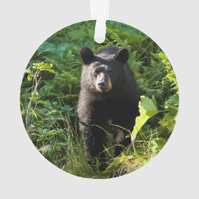 Neugieriger schwarzer Bär Ornament (Rückseite)