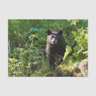 Neugieriger schwarzer Bär Seidenpapier