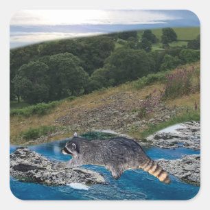 Neugieriger und cleverer Raccoon Square Sticker