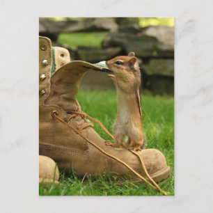 Neugieriges Baby Chipmunk Postkarte