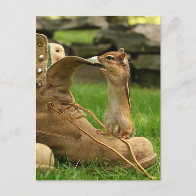 Neugieriges Baby Chipmunk Postkarte (Vorderseite)