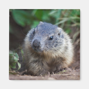 Neugieriges Baby Marmot Magnet