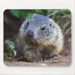 Neugieriges Baby Marmot Mousemat Mousepad