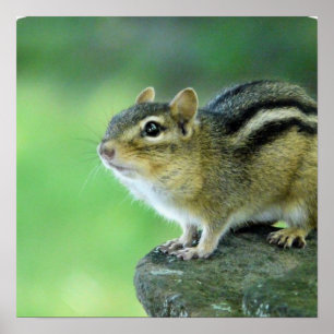 Neugieriges Chipmunk Poster