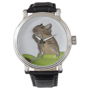 Neugieriges Degu in einer grünen Teekanne Armbanduhr