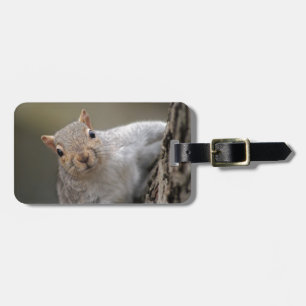 Neugieriges Eichhörnchen Gepäckanhänger