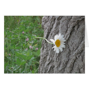 Neugieriges Gänseblümchen