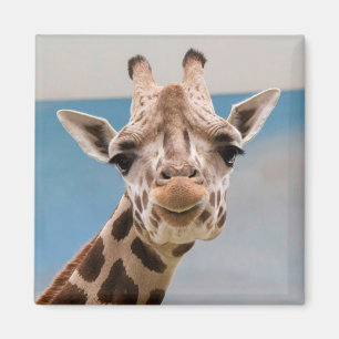 Neugieriges Giraffen-Porträt Magnet
