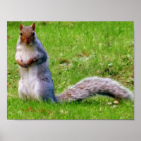 Neugieriges Grauhörnchen
