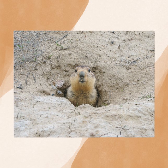 Neugieriges Groundhog Peeking aus Burrow Postkarte (Von Creator hochgeladen)