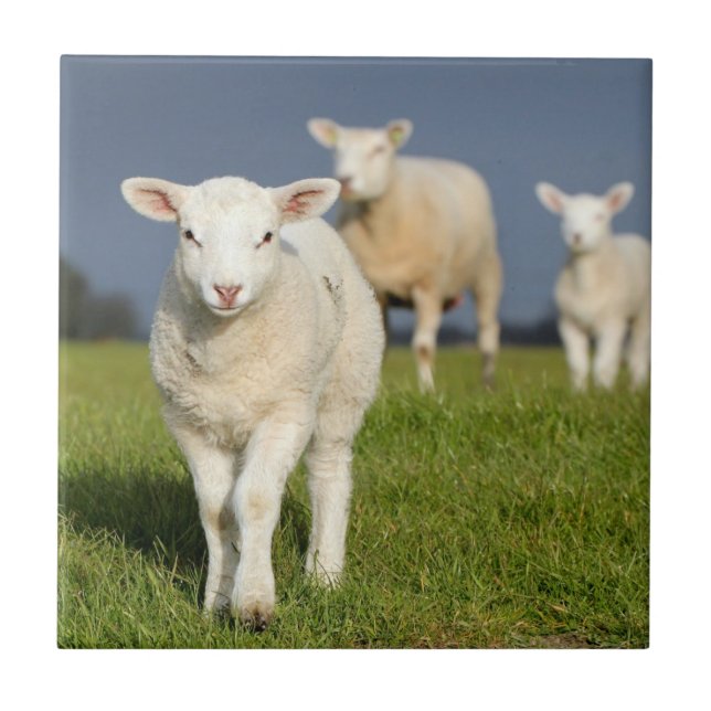 Neugieriges Lamm Fliese (Vorderseite)