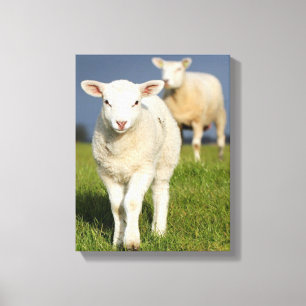 Neugieriges Lamm Leinwanddruck