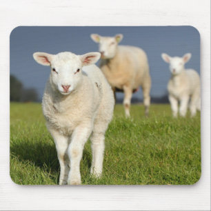 Neugieriges Lamm Mousepad