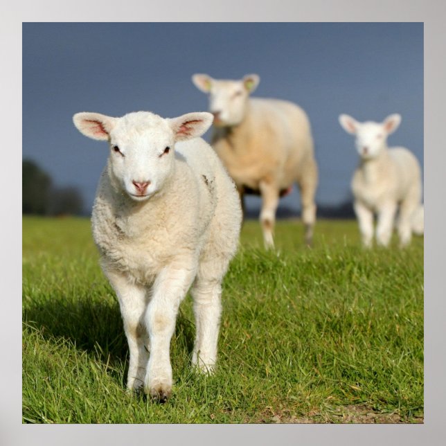 Neugieriges Lamm Poster (Vorne)