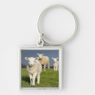 Neugieriges Lamm Schlüsselanhänger