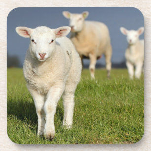 Neugieriges Lamm Untersetzer