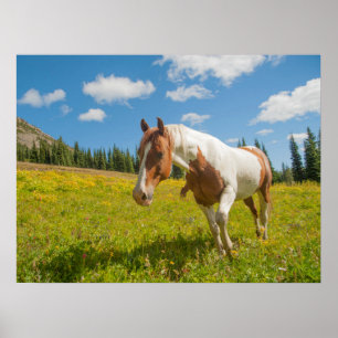 Neugieriges Pferd auf einer alpinen Wiese im Somme Poster