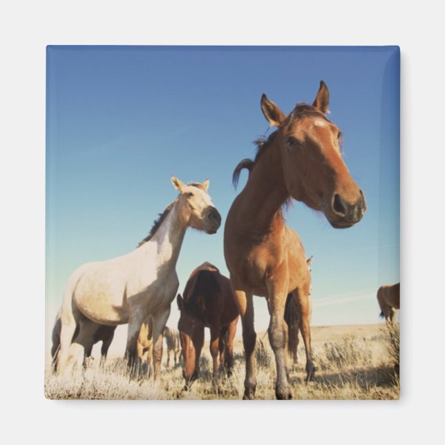 Neugieriges Pferd Magnet (Vorne)