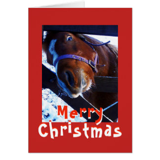 Neugieriges Pferd Weihnachtskarte