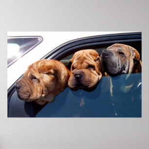Neugieriges Shar Pei Poster