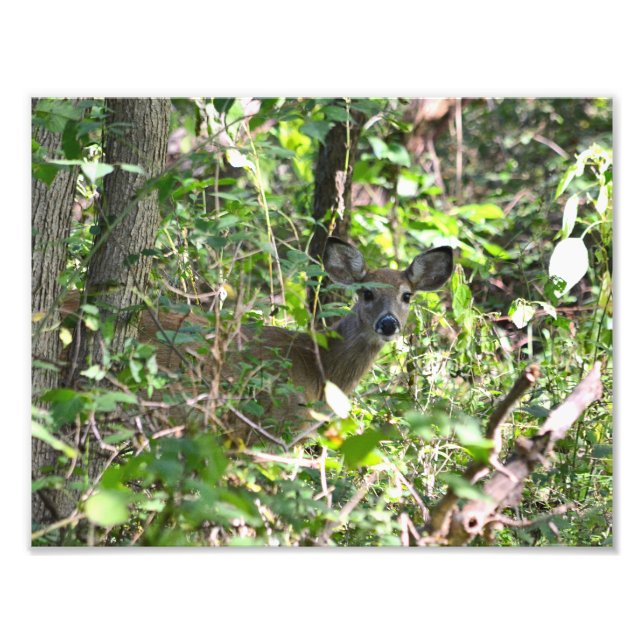 Neugieriges Whitetail Deer Foto (Vorne)