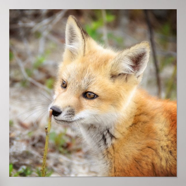 Neugieriges Young Fox Kit Poster (Vorne)