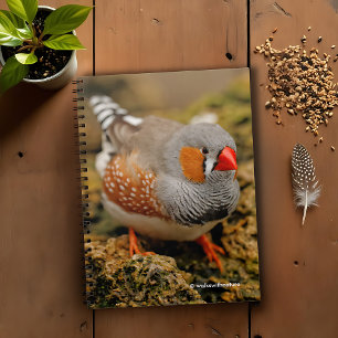 Neugieriges Zebra Finch auf den Felsen Notizblock