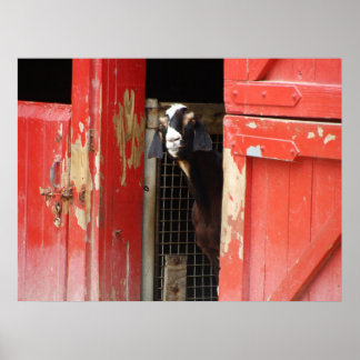 Neugieriges Ziegenposter Poster