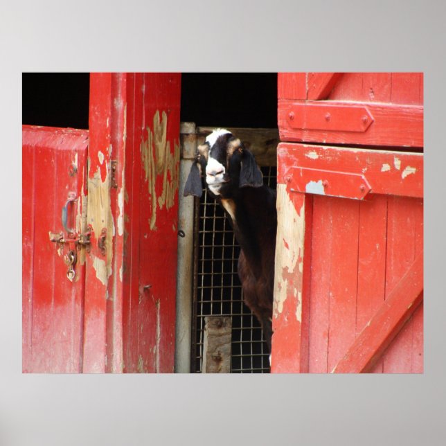 Neugieriges Ziegenposter Poster (Vorne)