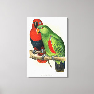 Neuguinea-Eclectus, Papageien, Leinwanddruck