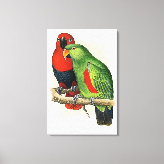 Neuguinea-Eclectus, Papageien, Leinwanddruck (Vorderseite)