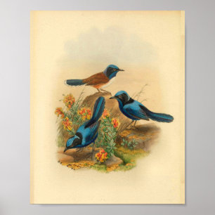 Neuguinea Todopsis Zaunkönig Blaue Vogel Vintage-D Poster