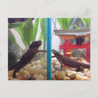 Neuigkeiten kommen raus postkarte