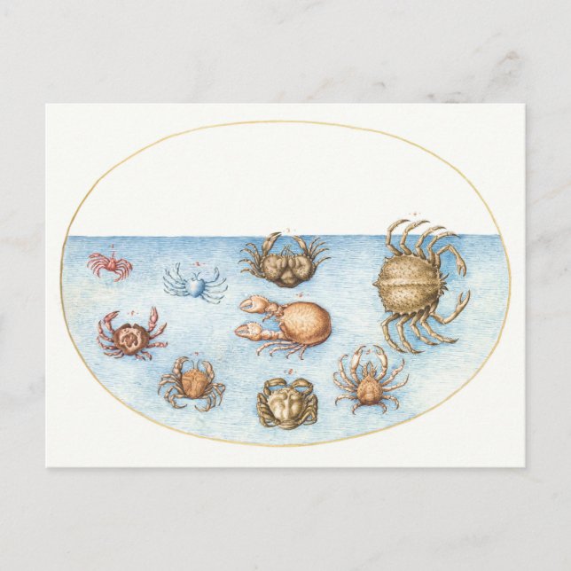 Neun Krebse Vintage Illustration Postkarte (Vorderseite)