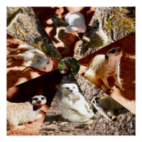 Neun Meerkat-Dreiecke, glänzendes Poster
