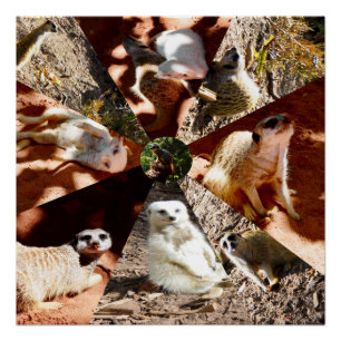 Neun Meerkat-Dreiecke, glänzendes Poster
