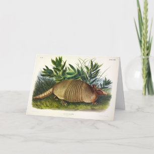 Neunbanded, Armadillo mit langer Nase von Audubon Karte