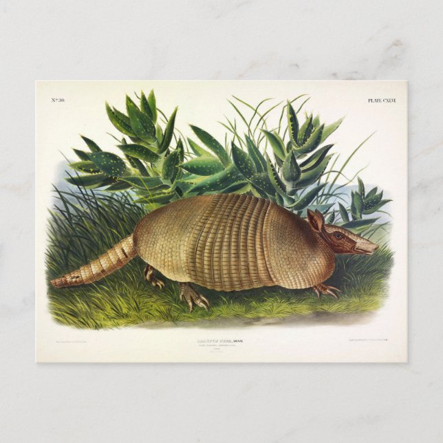 Neunbanded, Armadillo mit langer Nase von Audubon Postkarte (Vorderseite)