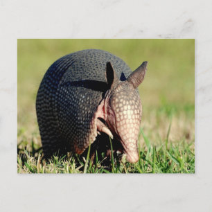 Neunbanded Armadillo Postkarte