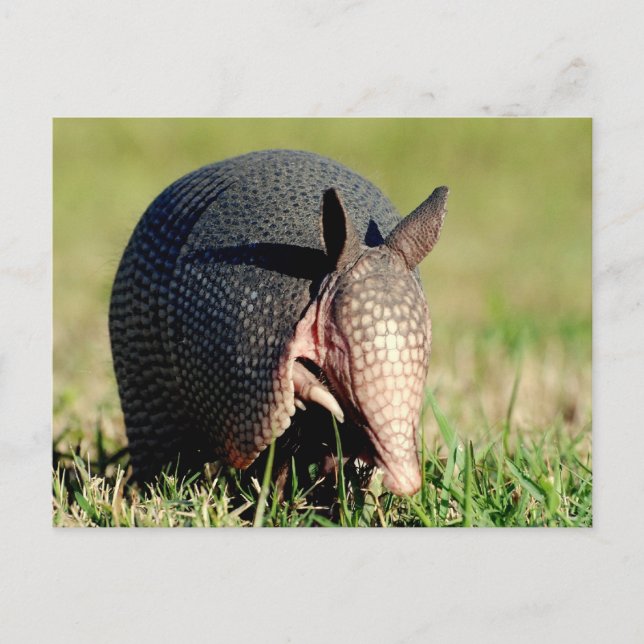 Neunbanded Armadillo Postkarte (Vorderseite)