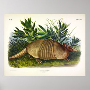 Neunbanded, Armadillo von Audubon mit langer Nase Poster