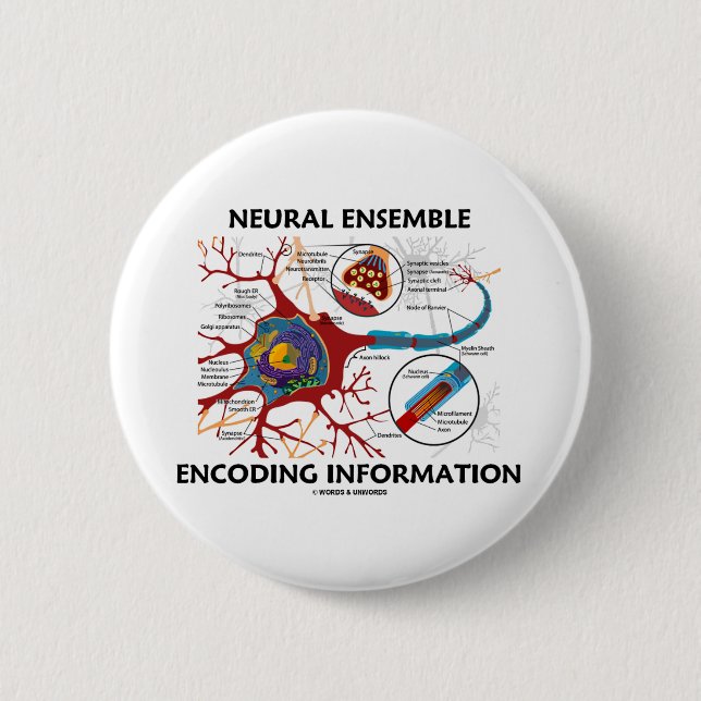 Neurale Ensemble-kodierungs-Informationen (Neuron) Button (Vorderseite)