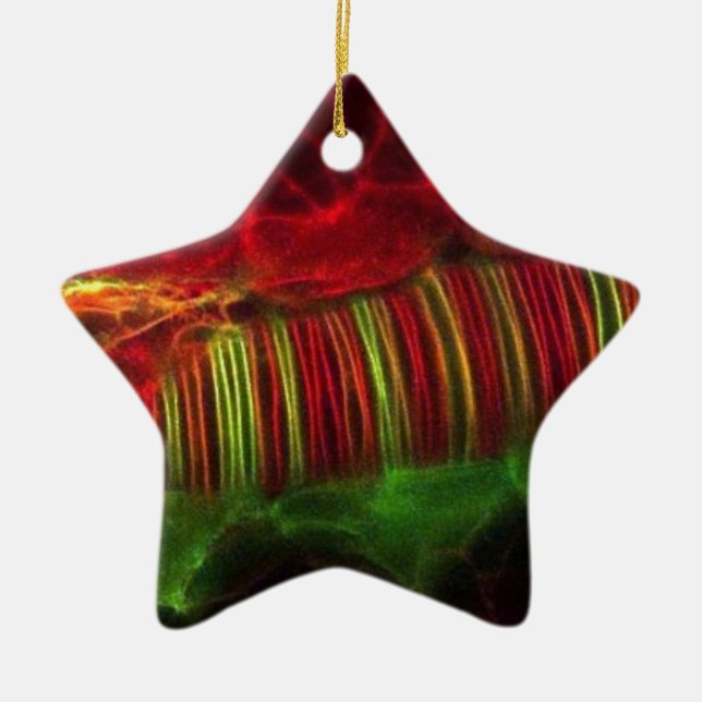 Neuralrohr Keramikornament (Vorne)