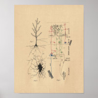 Neuron Anatomie des menschlichen Gehirns Vintag