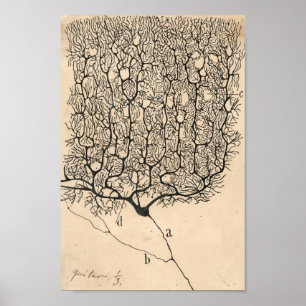 Neuron Zeichne von Santiago Ramón Y Cajal Poster